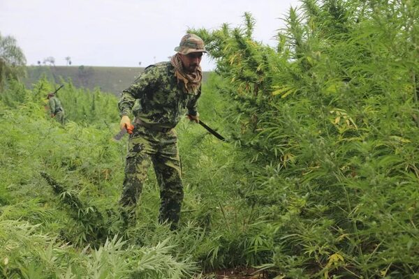 Operativo Nueva Alianza: quinto día cierra con 67 millones de dólares de perjuicio al narcotráfico - Policiales - ABC Color