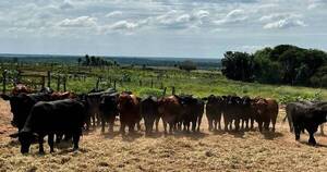 La Nación / Con pruebas de consumo residual de alimentos apuntan a animales más eficientes