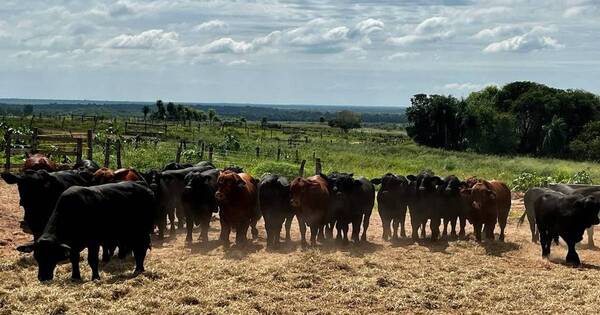 La Nación / Con pruebas de consumo residual de alimentos apuntan a animales más eficientes