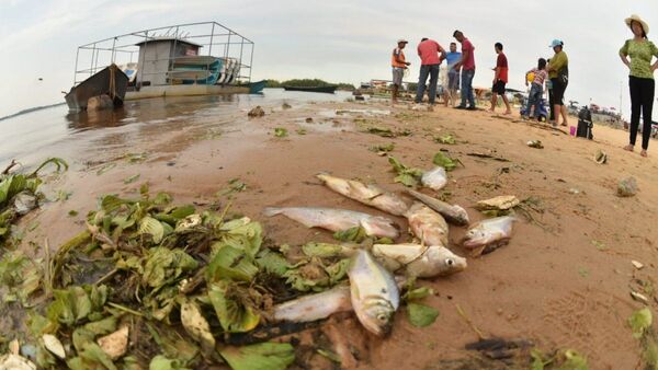 Preocupante mortandad de peces en la Bahía de Asunción