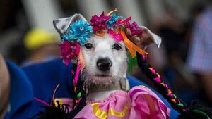 Perros disfrazados son bendecidos en Nicaragua