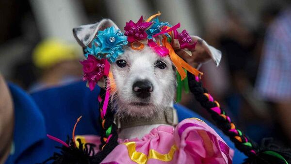 Perros disfrazados son bendecidos en Nicaragua