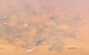 Diario HOY | Inusual mortandad de peces en la bahía de Asunción causa preocupación