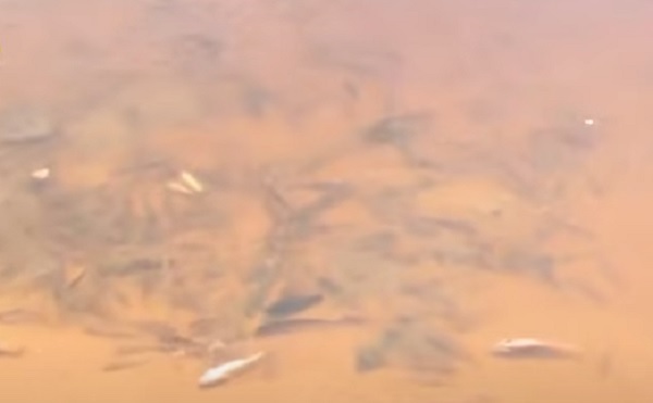 Inusual mortandad de peces en la bahía de Asunción causa preocupación