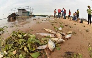 Preocupante mortandad de peces en la Bahía de Asunción – Prensa 5