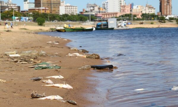 (GALERÍA)Masiva muerte de peces y rayas en la Costanera de Asunción