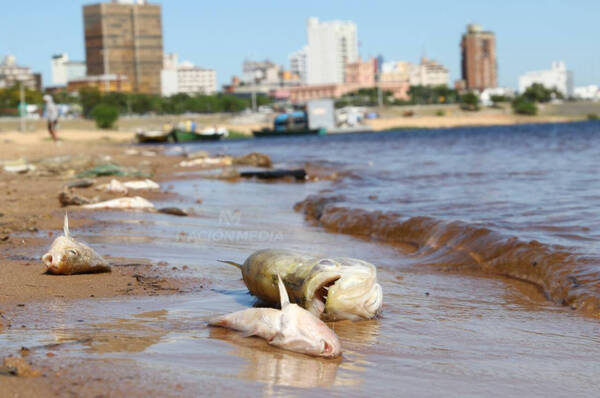 Preocupa mortandad de peces en la Costanera de Asunción