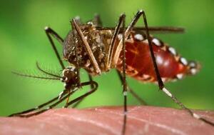El chikungunya se dispersa al interior del país – Prensa 5