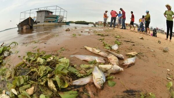 Buscan determinar causa de mortandad de peces en la Bahía de Asunción - ADN Digital