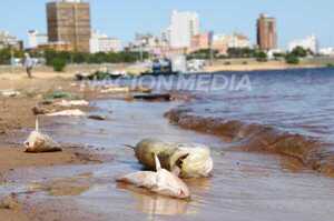 Diario HOY | Toman muestras en Asunción por extraña muerte de peces