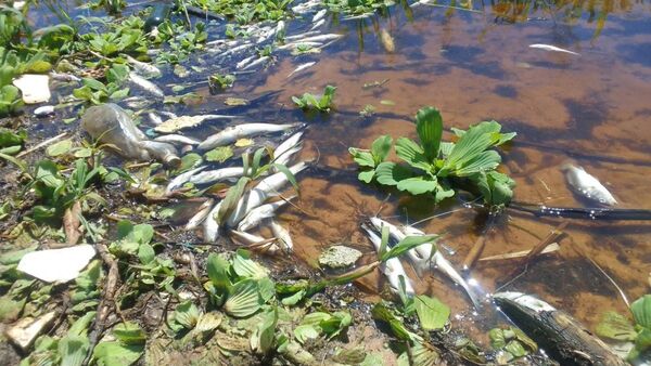 Crítica situación por mortandad de peces en Bahía de Asunción