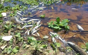 Crítica situación por mortandad de peces en Asunción – Prensa 5