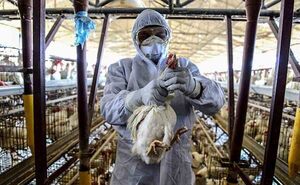 Diario HOY | Semanas claves para descartar ingreso de gripe aviar al país