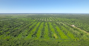 El Chaco paraguayo destaca por su potencial productivo y atrae inversores