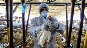 Semanas claves para descartar ingreso de gripe aviar al país