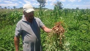 Empresa se consolida con exportación anual de 4.000 toneladas de maní a Estados Unidos