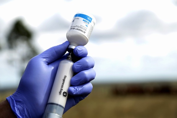 Primer periodo de vacunación contra la aftosa alcanzó 13,4 millones de bovinos