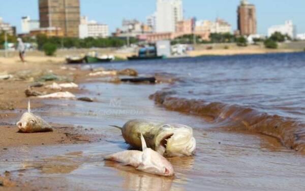 Ya pillaron porqué mueren los pira'i en Bahía de Asunción