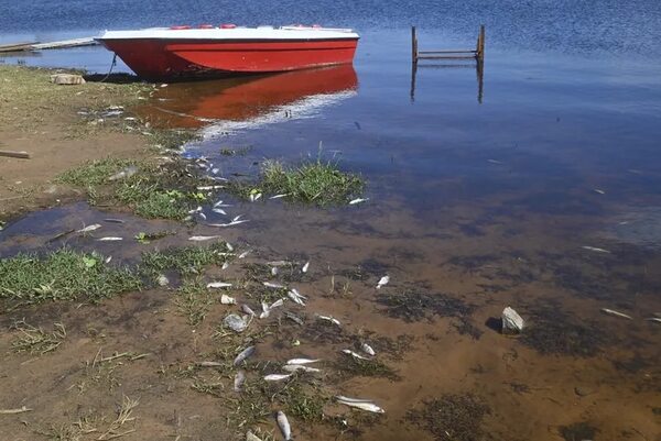 Mades dice que oxígeno en la bahía de Asunción está “por debajo de los límites” - Nacionales - ABC Color