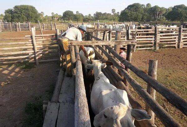 Leve disminución del hato bovino nacional - Nacionales - ABC Color