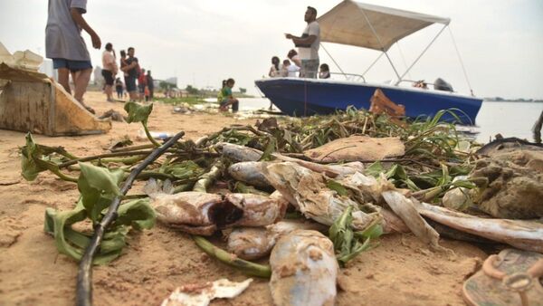 Mortandad de peces y basural, postales de la Bahía de Asunción