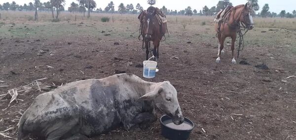 Pierden 200 cabezas de ganado vacuno por la sequía en Ñeembucú - Interior - ABC Color