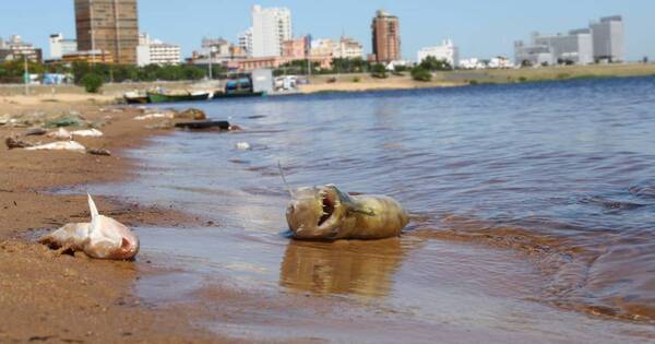 La Nación / Mades realiza estudio por mortandad de peces