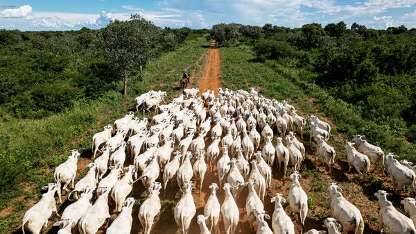 Subasta sin precedentes: Más de 24.000 hectáreas de propiedad agropecuaria se comercializarán en el Chaco - MarketData