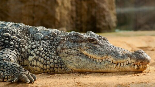 Algunas tortugas y cocodrilos pueden extinguirse en pocos años