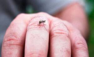 Reportan creciente aumento de chikungunya y dengue en Itapúa - ADN Digital