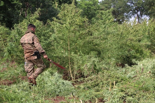 Golpe al narcotráfico: Más de US$ 88 Millones de pérdidas ocasionadas en operativo Nueva Alianza