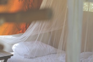 Si estás con chikungunya debes usar mosquitero | Lambaré Informativo