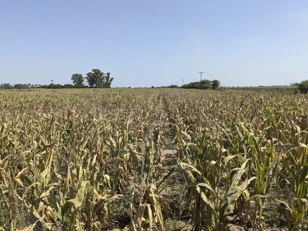 "La sequía es muy ingrata", lamentan los productores agropecuarios argentinos - MarketData