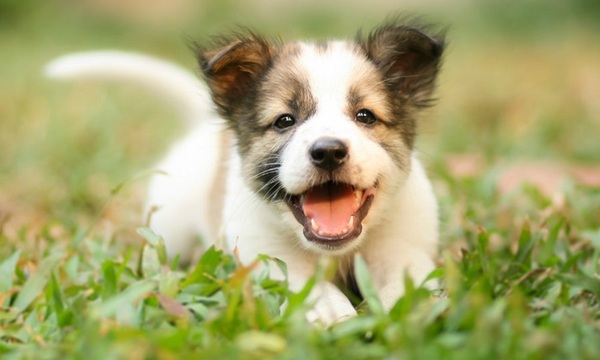 El cuidado del cachorro | Telefuturo