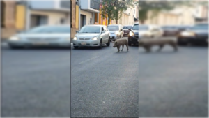 [VIDEO] Kure'i detuvo el tráfico y "desfiló" por las calles de Asunción