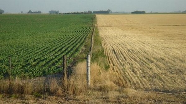 "La sequía es muy ingrata", lamentan los productores agropecuarios argentinos - Revista PLUS