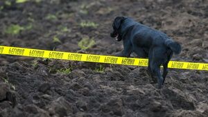 Jacob, el perro que busca a familia tras el gigantesco alud en Ecuador 