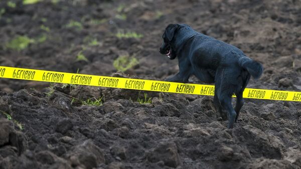 Jacob, el perro que busca a familia tras el gigantesco alud en Ecuador