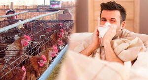 Diario HOY | Gripe aviar en humanos “es difícil de detectar”, advierten: “Parece cualquier otra gripe”
