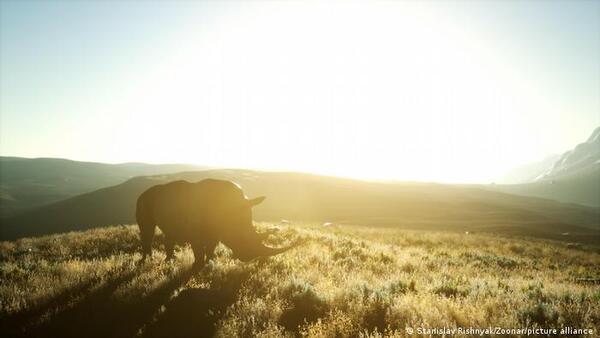Llega a Kenia el último rinoceronte blanco del norte del mundo... disecado