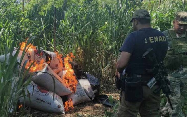 Eliminan 27 toneladas de marihuana y generan golpe de USD 4 millones a narcos en Canindeyú – Prensa 5