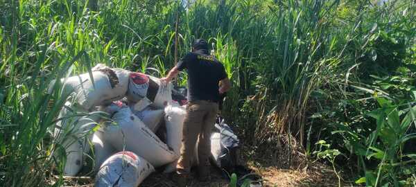 Eliminan unas 27 toneladas de marihuana en Canindeyú | 1000 Noticias