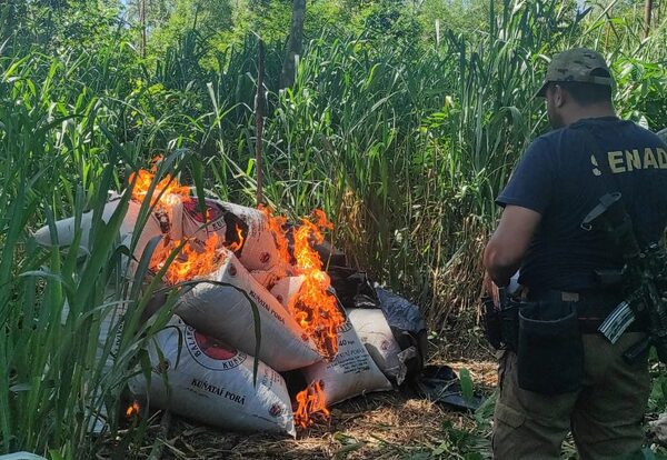 Eliminan 27 toneladas de marihuana en Canindeyú - Megacadena — Últimas Noticias de Paraguay