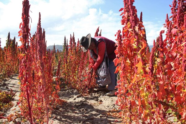 Expertos internacionales socializan en Bolivia avances del cultivo de quinua - MarketData