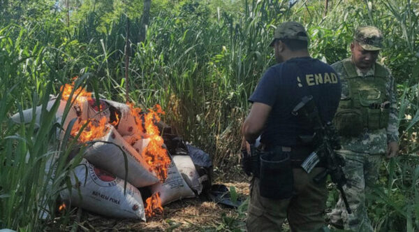 Canindeyú: eliminan 27 toneladas de marihuana y generan golpe de USD 4 millones a narcos