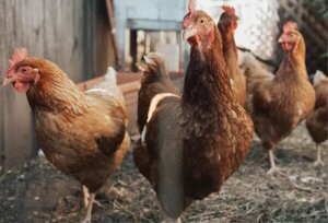 Detectaron un tercer caso de gripe aviar en una persona en China