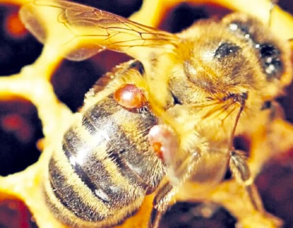 Apicultor recomienda adelantarse a varroa - Nacionales - ABC Color