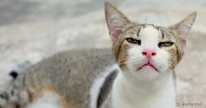 La gripe felina afecta más gravemente a los gatitos menores - Mascotas - ABC Color