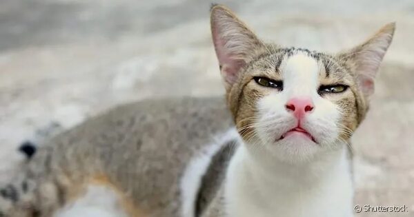 La gripe felina afecta más gravemente a los gatitos menores - Mascotas - ABC Color