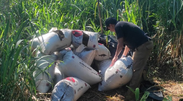 SENAD eliminó 27 toneladas de marihuana en Canindeyú